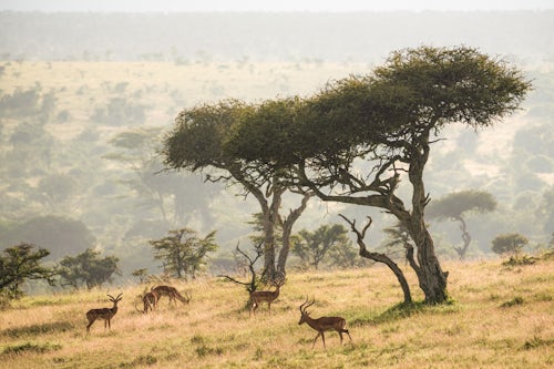 Kenya Wildlife Photography Impala underneath Acacia Trees at sunrise at El Karama Ranch Laikipia County Kenya