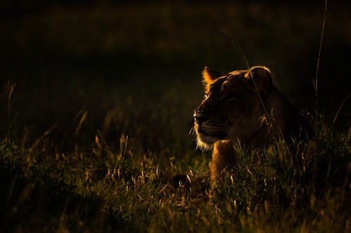Kenya Wildlife Photography Lion Panthera leo female lioness at El Karama Ranch Laikipia County Kenya 2