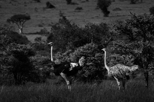 Kenya Wildlife Photography Ostrich Struthio camelus at El Karama Ranch Laikipia County Kenya