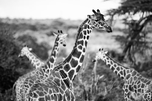 Kenya Wildlife Photography Reticulated Giraffe Giraffa camelopardalis reticulata at Sosian Ranch Laikipia County Kenya 2