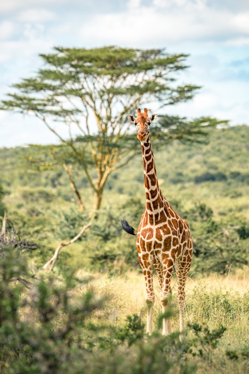 Kenya Wildlife Photography Reticulated Giraffe Giraffa camelopardalis reticulata at Sosian Ranch Laikipia County Kenya