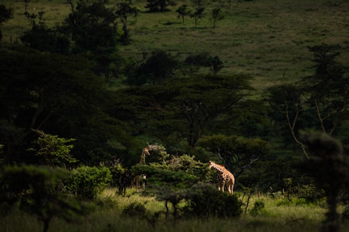 Kenya Wildlife Photography Reticulated Giraffe Giraffa reticulata at El Karama Ranch Laikipia County Kenya 2