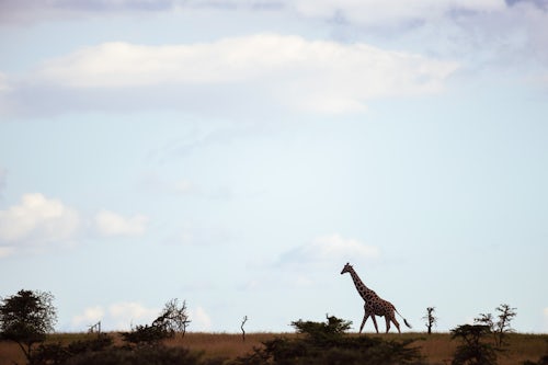 Kenya Wildlife Photography Reticulated Giraffe Giraffa reticulata at El Karama Ranch Laikipia County Kenya 4