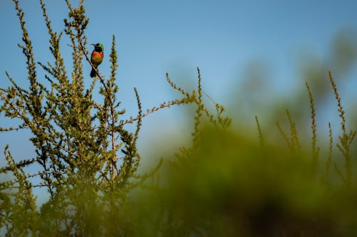 Kenya Wildlife Photography Sunbird in Aberdare National Park Kenya