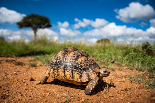 Kenya Wildlife Photography Tortoise Stigmochelys on african wildlife safari holiday vacation in Kenya Africa