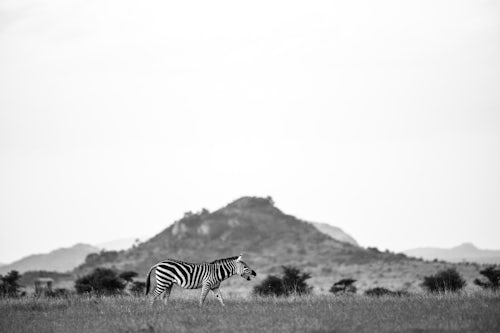 Kenya Wildlife Photography Zebra Equus quagga at El Karama Ranch Laikipia County Kenya