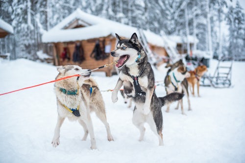 Lapland Finland Adventure Travel Photography Husky dog sledding farm Torassieppi Finnish Lapland Finland