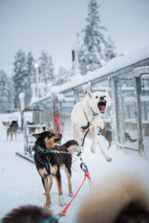 Lapland Finland Travel Photography Husky dog sledding farm Torassieppi Finnish Lapland Finland 7