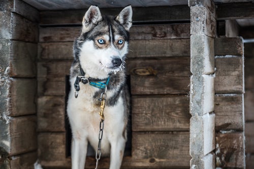Lapland Finland Travel Photography Husky dog waiting to go husky dog sledding in its kennel in the cold winter snow covered landscape Torassieppi Lapland Finland