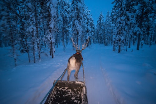 Lapland Finland Travel Photography Reindeer farm Torassieppi Finnish Lapland Finland