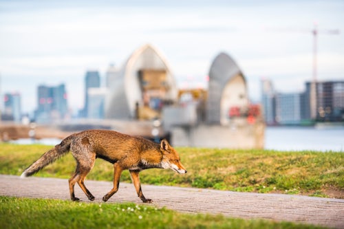 London Urban UK Wildlife Photography Urban wildlife in London a Red Fox Vulpes vulpes with the Thames Barrier behind Greenwich London England