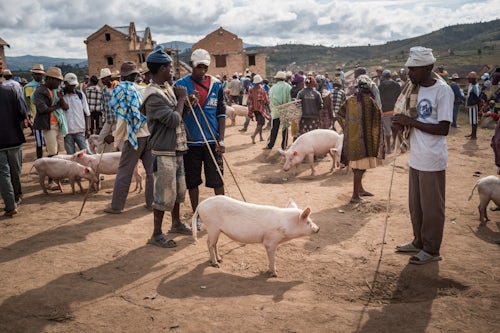 Madagascar Documentary Travel Photography Andohasana Monday Pig Market Madagascar Central Highlands