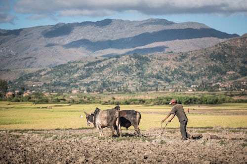 Madagascar Documentary Travel Photography Ploughing with Zebu in Manandoana Valley rice paddy fields near Antsirabe Madagascar Central Highlands
