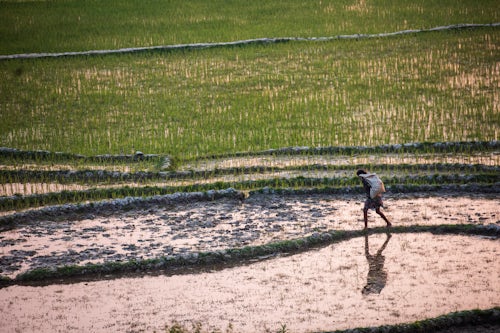 Madagascar Documentary Travel Photography Rice paddy fields at sunser near Ranomafana Haute Matsiatra Region Madagascar