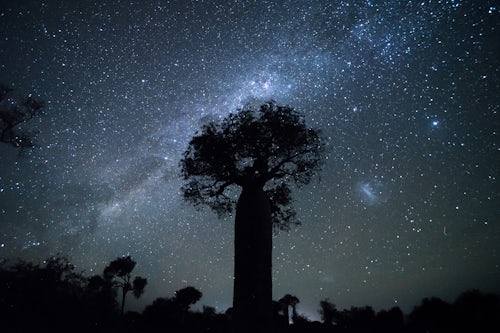 Madagascar Landscape Photography Baobab tree under the stars at night in spiny forest Ifaty South West Madagascar Africa