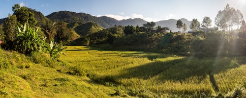 Madagascar Landscape Photography Rice paddy field landscape at Ranomafana at sunrise Madagascar Central Highlands