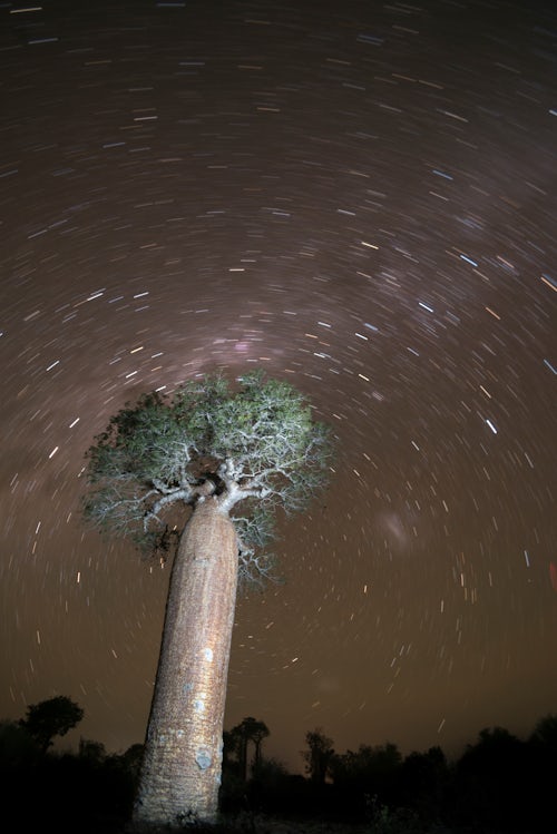 Madagascar Travel Photography Baobab tree under the stars at night in spiny forest Ifaty South West Madagascar Africa