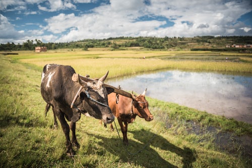 Madagascar Travel Photography Zebu Cattle in rice paddy fields on RN7 Route Nationale 7 near Ambatolampy in the Central Highlands of Madagascar