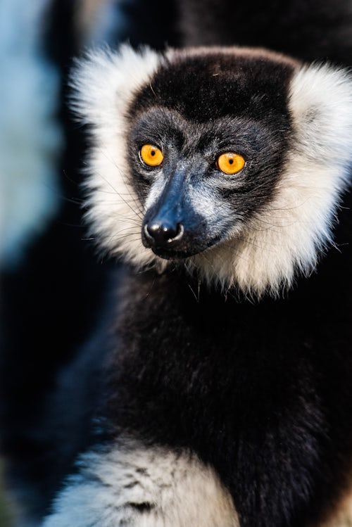 Madagascar Wildlife Photography Black and White Ruffed Lemur Varecia variegata endemic to Madagascar Andasibe