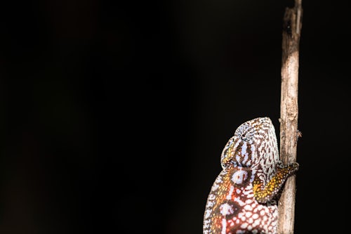 Madagascar Wildlife Photography Carpet Chameleon aka White lined Chameleon Furcifer lateralis endemic to Madagascar