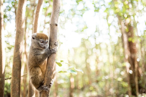 Madagascar Wildlife Photography Grey Bamboo Lemur Hapalemur Lemur Island Andasibe Eastern Madagascar