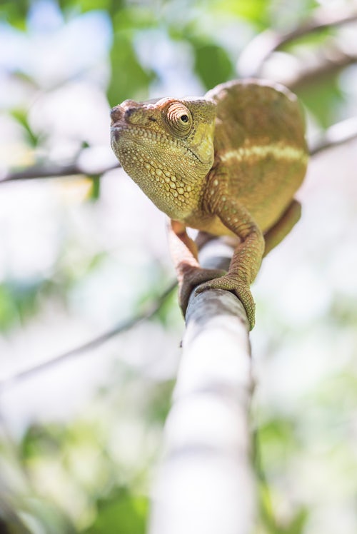 Madagascar Wildlife Photography Parsons chameleon Calumma parsonii endemic to Madagascar 2