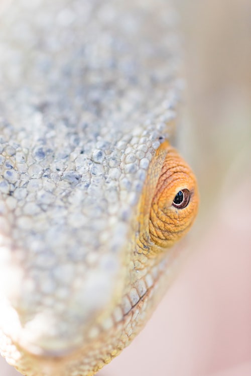 Madagascar Wildlife Photography Parsons chameleon Calumma parsonii endemic to Madagascar
