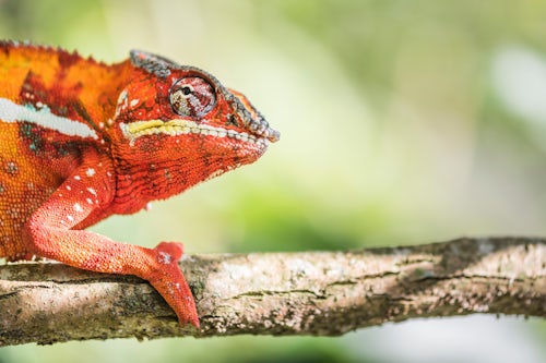 Madagascar Wildlife Photography Red Panther Chameleon Furcifer pardalis endemic to Madagascar 2