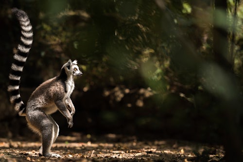 Madagascar Wildlife Photography Ring tailed Lemur Lemur catta Isalo National Park Ihorombe Region Southwest Madagascar