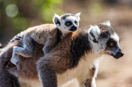 Madagascar Wildlife Photography Ring tailed Lemur and its baby Lemur catta Anja Community Reserve Haute Matsiatra Region Madagascar