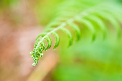 Malaysia Travel Photography Close Up Isolated Fern in the Jungle of the Cameron Highlands Malaysia Southeast Asia
