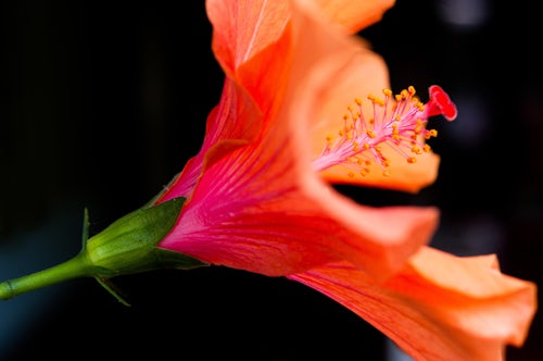 Malaysia Travel Photography Close up of Orange Hibiscus Flower in Tanah Rata The Cameron Highlands Malaysia Southeast Asia