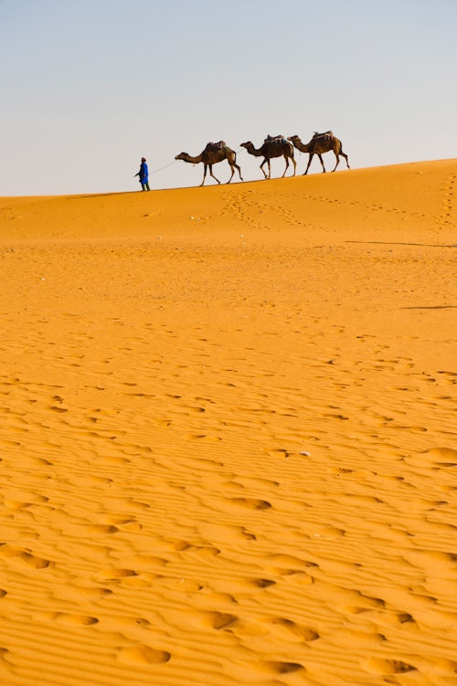 Morocco Travel Photography Camel caravan in Erg Chebbi Desert Sahara Desert near Merzouga Morocco North Africa Africa
