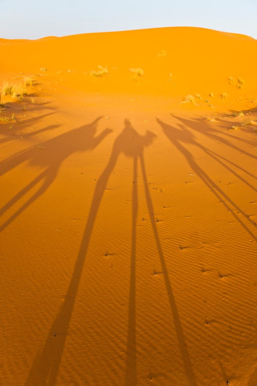 Morocco Travel Photography Camel caravan shadows Erg Chebbi Desert Sahara Desert near Merzouga Morocco North Africa Africa
