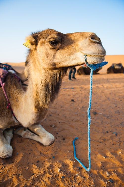 Morocco Travel Photography Camel portrait Erg Chebbi Desert Sahara Desert near Merzouga Morocco North Africa Africa