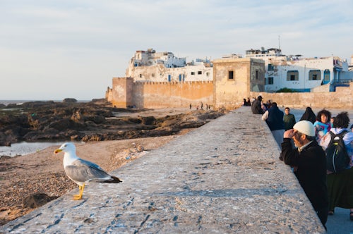Morocco Travel Photography Essaouira a Moroccan man looking out to sea UNESCO World Heritage Site Morocco Africa