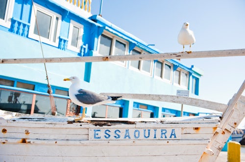 Morocco Travel Photography Seagulls on a boat with a sign saying Essaouira in Essaouira Fishing Port Morocco North Africa