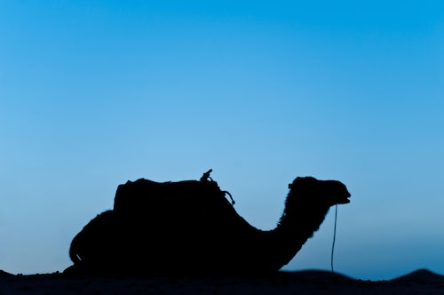 Morocco Travel Photography Silhouette of a camel in the desert at night Erg Chebbi Desert Morocco North Africa