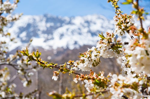 Morocco Travel Photography White flower blossom Tacheddirt High Atlas Mountains Morocco North Africa Africa