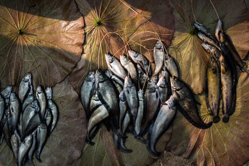 Myanmar Burma Travel Photography Fish for sale at Ywama Market Inle Lake Shan State Myanmar Burma