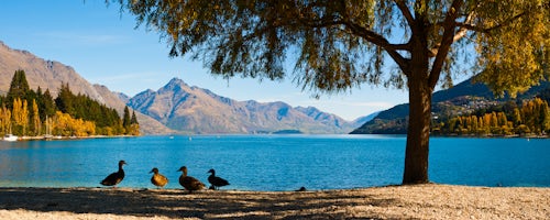 New Zealand Landscape Photography An Panoramic Photo of the Ducks Enjoying the View over an Autumnal Lake Wakatipu at Queenstown South Island New Zealand