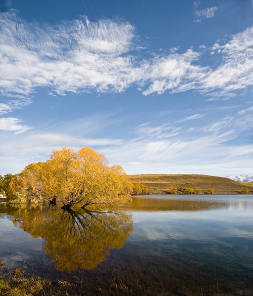New Zealand Landscape Photography Golden Autumn Tree Reflection in the Still Morning Water of Lake Alexandrina South Island New Zealand