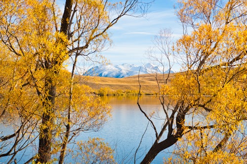 New Zealand Landscape Photography Snow Capped Mountains and Autumn Trees at Lake Alexandrina South Island New Zealand