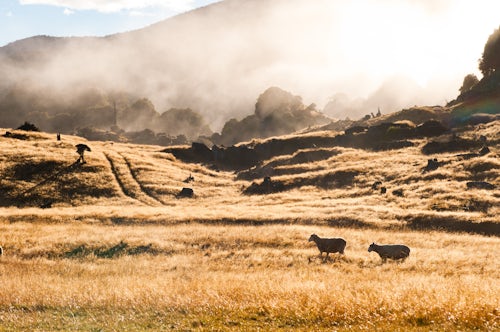 New Zealand Landscape Photography Two Sheep During a Misty Sunrise at Abel Tasman National Park South Island New Zealand