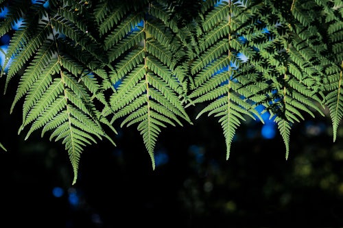 New Zealand Nature Photography Ferns in the Tropical Rainforest Surrounding Pupu Springs Golden Bay South Island New Zealand