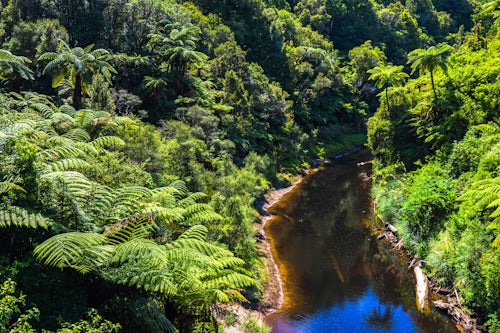 New Zealand Landscape Photography Tropical rainforest scenery on State Highway 43 aka Forgotten World Highway Taranaki Region North Island New Zealand