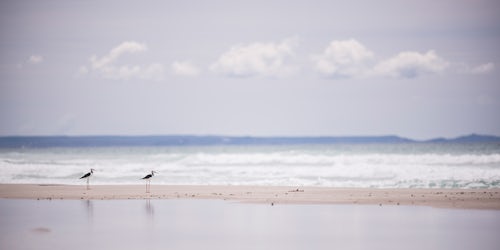New Zealand Travel Photography Birds at Rarawa Beach a popular and beautiful white sand beach in Northland Region North Island New Zealand