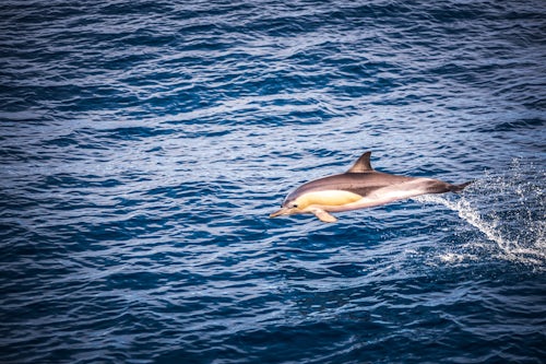 New Zealand Wildlife Photography Common Dolphins delphinus delphis jumping and playing seen near Whakatane and Tauranga in the Bay of Plenty North Island New Zealand