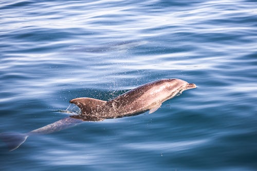 New Zealand Wildlife Photography Dolphins Russell Bay of Islands Northland Region North Island New Zealand