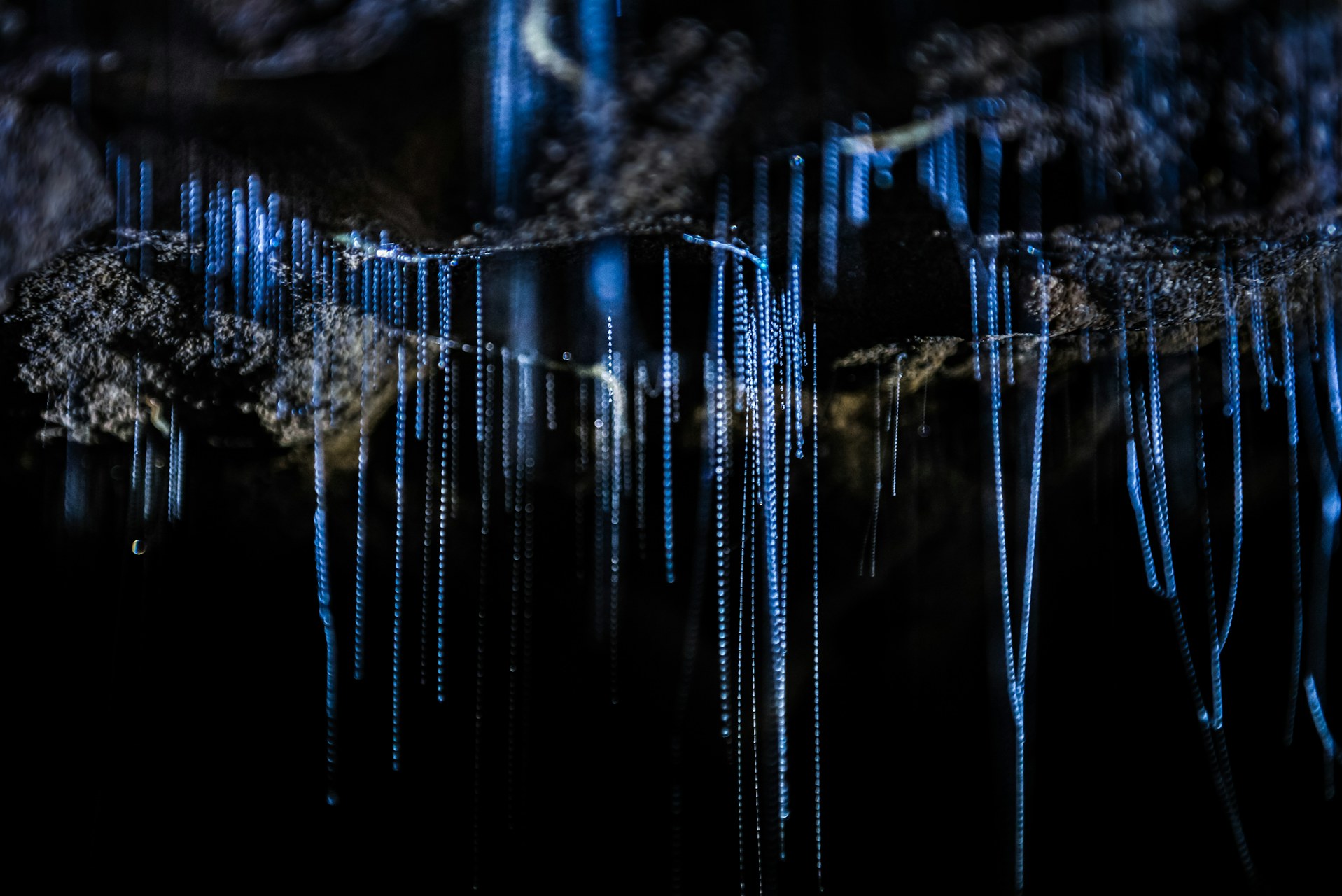 New Zealand Wildlife Photography Glow worms in Waitomo Caves Waikato Region North Island New Zealand